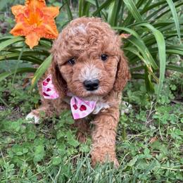 Marc - Red  male Goldendoodle puppy in Camden, North Carolina from Oopsie Doodles of NC