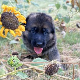 Camellia - Black and red German Shepherd puppy in Mansfield, Texas from House Wolf Kennels
