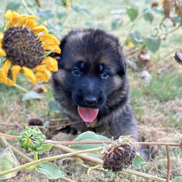 Camellia - Black and red German Shepherd puppy in Mansfield, Texas from House Wolf Kennels