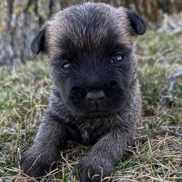 Coming Soon - Red wheaten female Cairn Terrier puppy in St. Joseph, Missouri from Stone & Thistle Cairn Terriers