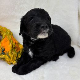 Newkirk - Black male Goldendoodle puppy in Casselberry, Florida from My Little Doodle