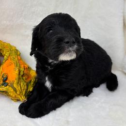 Newkirk - Black male Goldendoodle puppy in Casselberry, Florida from My Little Doodle