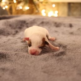 Finn - Tan and white male Jack Russell Terrier puppy in West Bend, Iowa from Blue Skies Terriers