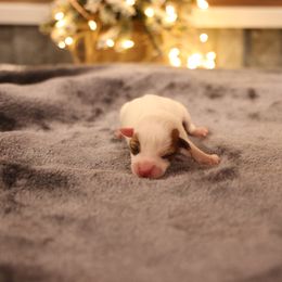 Finn - Tan and white male Jack Russell Terrier puppy in West Bend, Iowa from Blue Skies Terriers