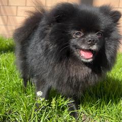 Precious - Pomeranian