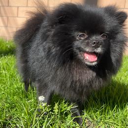 Precious - Pomeranian