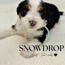 Snowdrop - Tri-color female Bernedoodle puppy in Syracuse, Utah from Redrockbernedoodles
