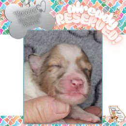 Girl 3 - Macaron - Blue merle and white female Shetland Sheepdog puppy in Elberton, Georgia from Ioney's Southern Paws Shelties, Frenchies, and Yorkies