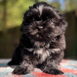 Girl 2 - female Shih Tzu puppy in Mobile, Alabama from FluffyTail Shih Tzu