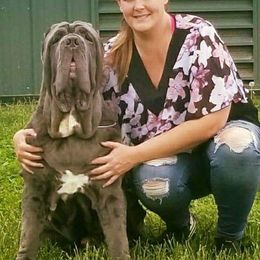 Neapolitan Mastiffs from il Drago Kennels