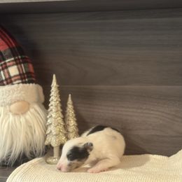 Finn - White blue merle female Shetland Sheepdog puppy in Greenwood, Indiana from Rickman Premier Shelties