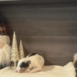 Finn - White blue merle female Shetland Sheepdog puppy in Greenwood, Indiana from Rickman Premier Shelties