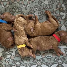 Goldendoodle Puppies from Lucky Heart TeddyBear Goldendoodles