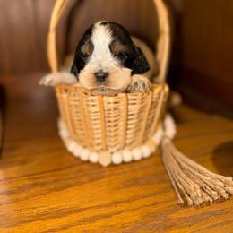 Tempest - Black white and tan female English Springer Spaniel puppy in Cottageville, West Virginia from Mountain Top Springers