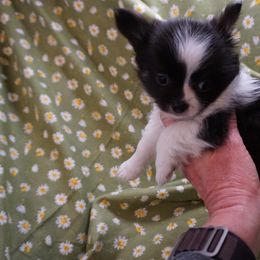 Chihuahua Puppies from Life of Riley's AKC Chihuahuas