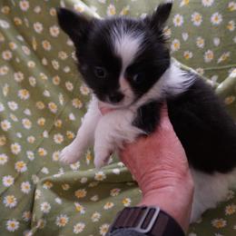 Chihuahua Puppies from Life of Riley's AKC Chihuahuas