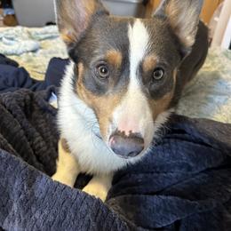 American Corgi, Cardigan Welsh Corgi, and Pembroke Welsh Corgi Puppies from Enok Corgis