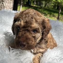 Honey - Sable female Aussiedoodle puppy in Clarkston, Washington from Doodle & Poodle Palace