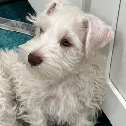 Green - Wheaten male Miniature Schnauzer puppy in Miami, Florida from Luxe's Pups