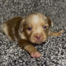 Ember - Red merle female Miniature Australian Shepherd puppy in Michie, Tennessee from Acton Aussies