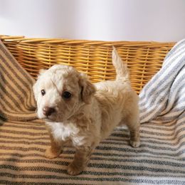 Maltipoo Puppies from Cupcake Cuties