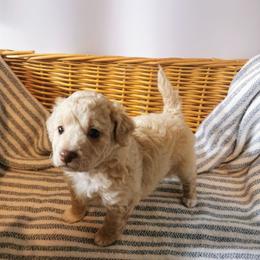 Maltipoo Puppies from Cupcake Cuties