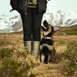 German Shepherd Puppies from Zwinger Vom Rabenauge