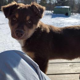 SOLD- Gunnison - Red tri-color male Australian Shepherd puppy in Solon, Maine from Mountain Range Australian Shepherds