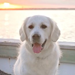 Molly - Golden Retriever