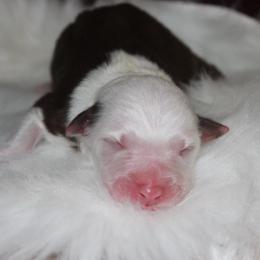 Cinnamonroll - Red tri-color male Australian Shepherd puppy in Star City, Arkansas from Circle P Farm Australian Shepherds