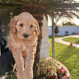 Boy-pink light - Red male Dachshund puppy in Corona, Ca Hemet, Ca Surpise, Az, California from Over The Moon Dachshunds