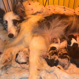 Rottweiler and Shetland Sheepdog Puppies from Mountain High Kennels