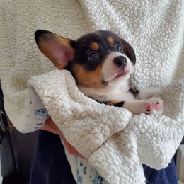 Pembroke Welsh Corgi Puppies from Patrick's Pembroke Welsh Corgis