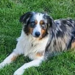 Nala - Miniature Australian Shepherd