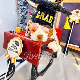 Givenchy du Royale - Buff and white male Cockapoo puppy in Demorest, Georgia from Royal Cockapoo Playhouse