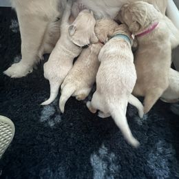 Golden Retriever Puppies from ATW Retrievers