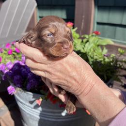 Boy 2 - Chocolate and tan male Dachshund puppy in Gouverneur, New York from Dack Dachshunds