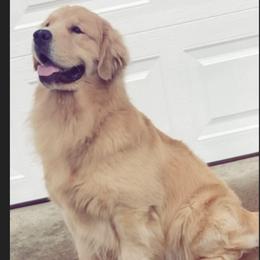 Golden Retriever puppies from Sadie Lane Family Goldens