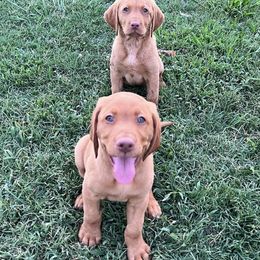 Labrador Retrievers from Ashton White's Labrador Retrievers