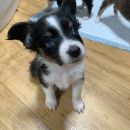 Toy Australian Shepherd Puppies from Desert Fox Aussies