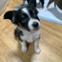 Toy Australian Shepherd Puppies from Desert Fox Aussies