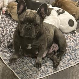 French Bulldog Puppies from The Frenchie Ravine Connection LLC