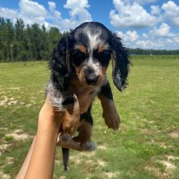Dachshund Puppies from Suwannee River Doxies
