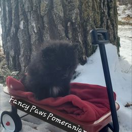 Pomeranian Puppies from Fancy Paws Pomeranian