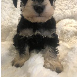 Miniature Schnauzer Puppies from Thaddeus's Miniature Schnauzers