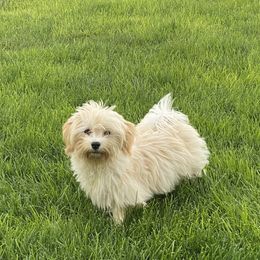 Rufus - Havanese
