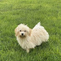 Rufus - Havanese