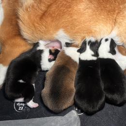 American Corgi and Pembroke Welsh Corgi Puppies from High Cotton Corgis