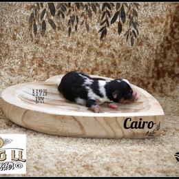 Cairo - Blue merle male Miniature Australian Shepherd puppy in Madisonville, Texas from Flying LL Aussies