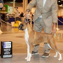 Belle - Boxer